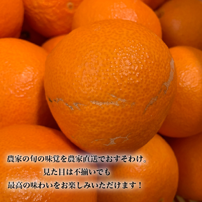 【先行予約】愛果48号 家庭用 お試し1kg(4～5玉)  【2026年3月上旬から発送】 | あいか 新品種 紅まどんな × 甘平 紅プリンセス と同品種 みかん ワケアリ 訳あり B品 柑橘 果物 おすすめ 高級 人気 お取り寄せ グルメ ギフト 期間 ご当地 愛媛県 松山市 蓮果園