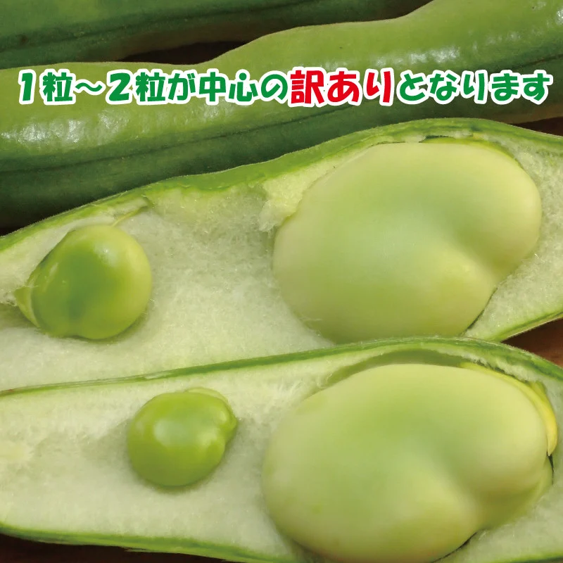 【2026年5月中旬頃から順次発送】  訳あり そら豆 約4kg ( 訳あり 野菜 ソラマメ そらまめ 旬の野菜 松山 愛媛県 )