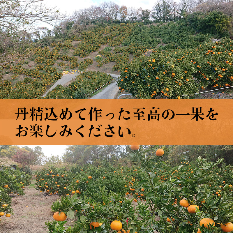 【2027年2月上旬頃から順次発送】甘平 家庭用 1kg　4～5玉 お試しサイズ Sから4Lサイズ混合  | 柑橘 みかん 蜜柑 果物 くだもの フルーツ おすすめ 国産 お取り寄せ グルメ ギフト 期間限定 数量限定 ご当地 愛媛 松山 蓮果園