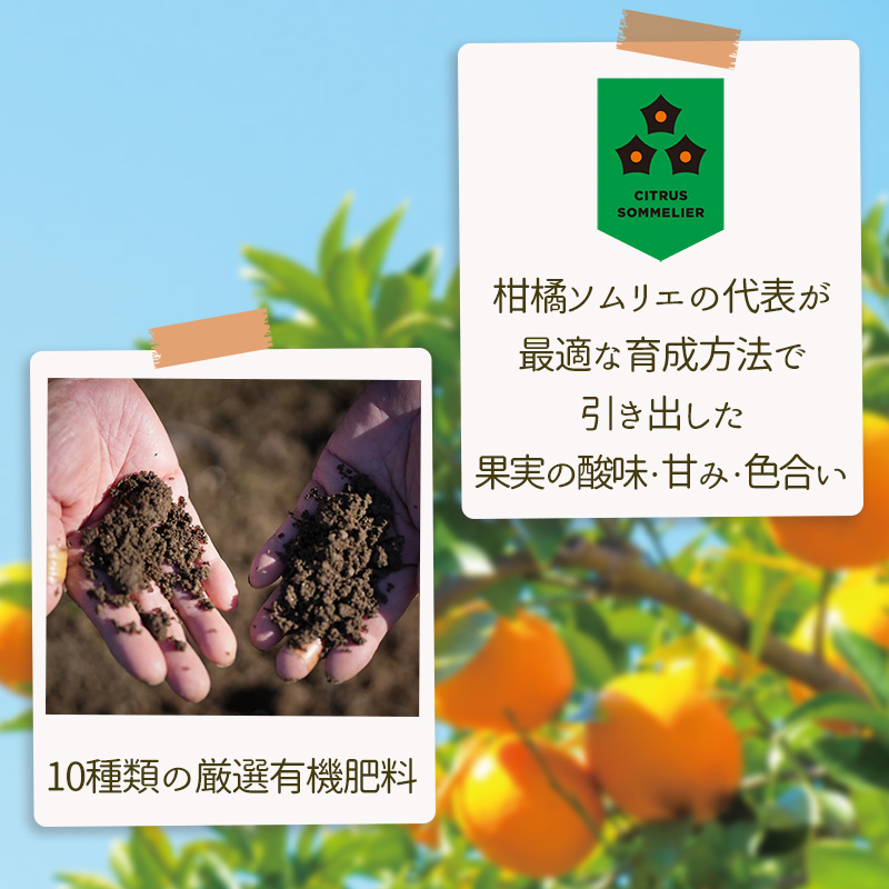 【2027年2月上旬頃から順次発送】甘平 家庭用 1kg　4～5玉 お試しサイズ Sから4Lサイズ混合  | 柑橘 みかん 蜜柑 果物 くだもの フルーツ おすすめ 国産 お取り寄せ グルメ ギフト 期間限定 数量限定 ご当地 愛媛 松山 蓮果園