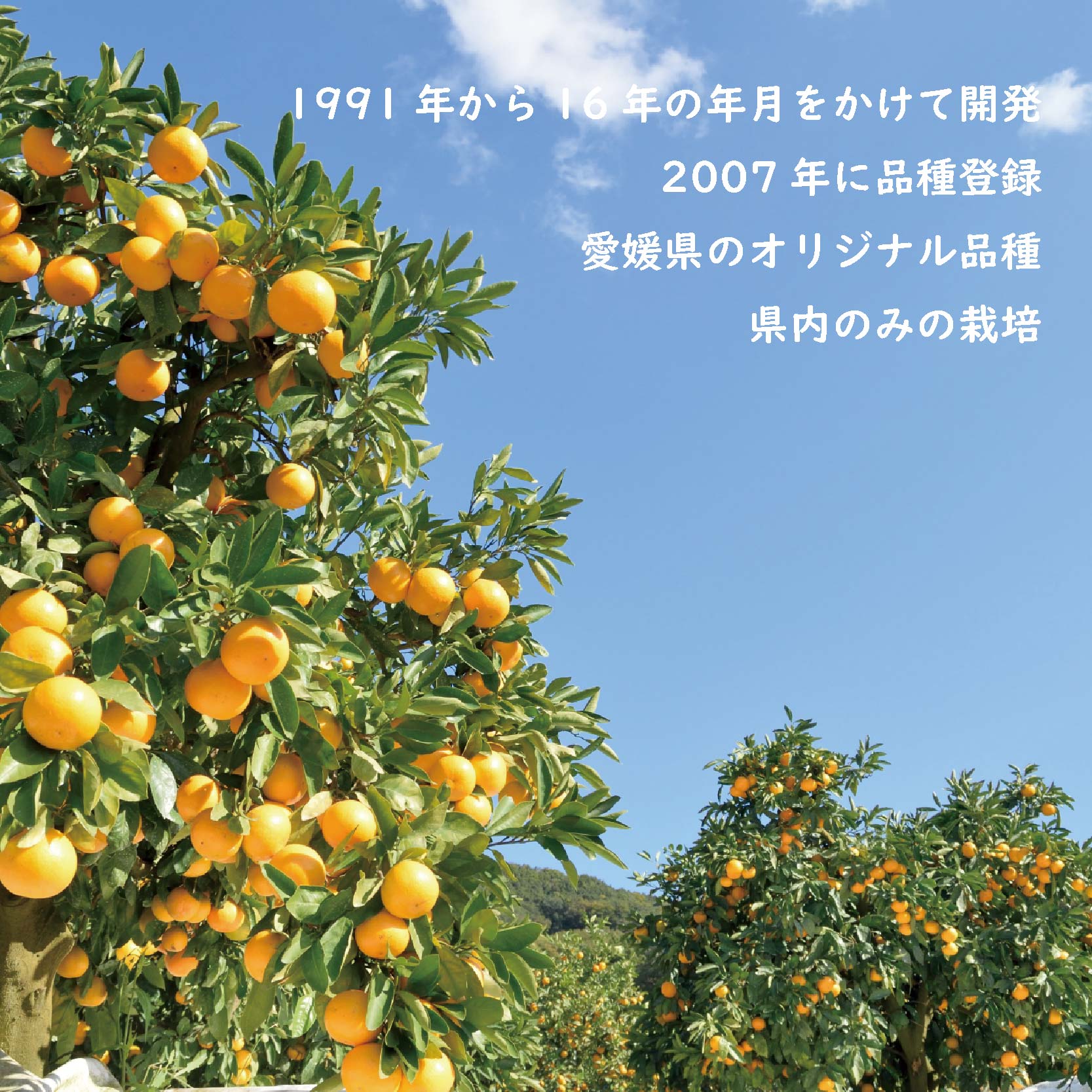 【先行受付：12/10まで】紅まどんな（愛媛県産）【約3キロ(9～15玉入り)化粧箱入り】みかん ミカン まどんな べにまどんな ベニマドンナ えひめ 紅マドンナ 愛媛県産 フツール 果物 くだもの 柑橘 贈答 ギフト プレゼント 高級柑橘 美味しい紅まどんな まつやま かんきつ えひめのフルーツ 愛媛のフルーツ 松山の紅まどんな 愛媛が誇るブランド柑橘 愛媛の紅まどんな 美味しいべにまどんな