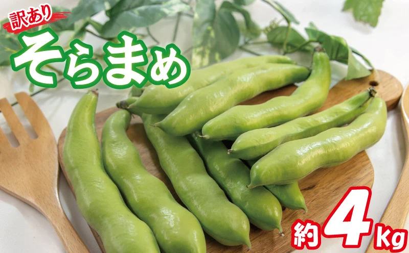 【2026年5月中旬頃から順次発送】  訳あり そら豆 約4kg ( 訳あり 野菜 ソラマメ そらまめ 旬の野菜 松山 愛媛県 )