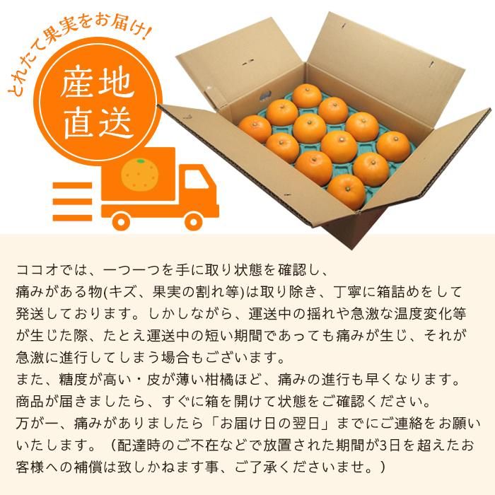 【2026年11月中旬頃から順次発送】愛果28号 (紅まどんな と同品種) 家庭用(優品) 約3kg あいか みかん ミカン オレンジ 贈答 ギフト プレゼント 高級 柑橘 松山 愛媛県