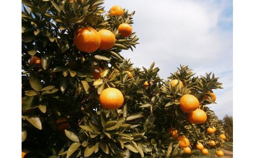 【2026年3月中旬から発送】 きよみ＜家庭用・優品＞約5kg