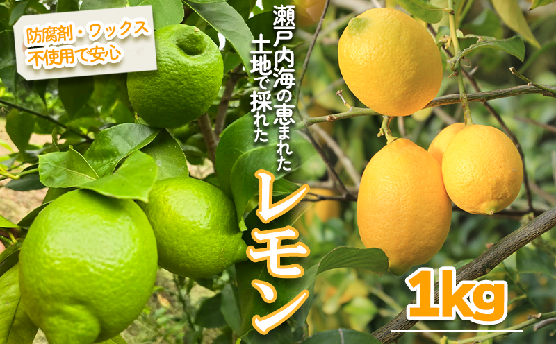 とれたてグリーンレモン 約1kg ｜果物 くだもの フルーツ レモン れもん 檸檬 柑橘 防腐剤不使用 ワックス不使用 グリーンレモン ぐりーんれもん 国産 愛媛県産 国産レモン 