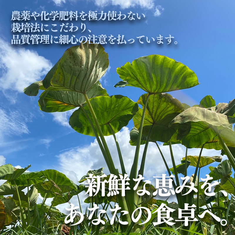 里芋(愛媛農試V2号) 4kg | 期間限定 さといも 里芋 サトイモ 国産 愛媛県産 ブランド えひめ 松山市 松山市ふるさと納税返礼品