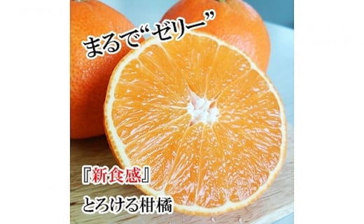 ãé æ¬¡çºéäžã ææ28å· èš³ããå 2kg ããã ææ ã¿ãã èæ ãããã å®¶åºçš ææ© ããã28å· ãã«ã³ mikan ãã«ãŒã æç© ããã〠ãã ãã® çã çã¿ é
žå³ ãžã¥ãŒã·ãŒ ææ± æè æ°ééå® æééå® æ¬ ãåãå¯ã èš³ã¢ãª ç£å°çŽé 蟲家çŽé åœç£ æåªç æŸå±±åž