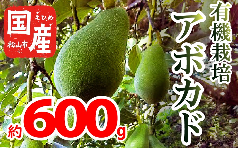 【家庭用】国産有機栽培アボカド 約600g 2 ~ 4 個 ＜11月中旬～発送予定＞ サラダ 料理 果物 ヘルシー アボガド ダイエット ミネラル 森のバター ヴィ－ガン 栄養 国産 愛媛 松山