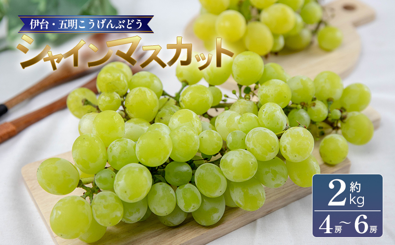 シャインマスカット 約2kg 【2026年8月下旬頃から順次発送】 | シャインマスカット ぶどう ブドウ フルーツ 果物 くだもの 冷蔵 期間限定 伊台五明こうげんぶどう 愛媛県 松山市 ベジろう 送料無料