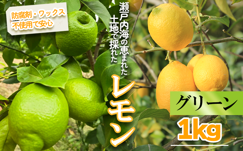 とれたてグリーンレモン 約1kg ｜果物 くだもの フルーツ レモン れもん 檸檬 柑橘 防腐剤不使用 ワックス不使用 グリーンレモン ぐりーんれもん 国産 愛媛県産 国産レモン 