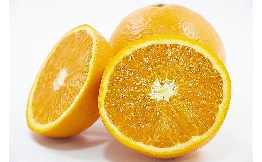 【2026年3月中旬から発送】 きよみ＜秀品＞約5kg