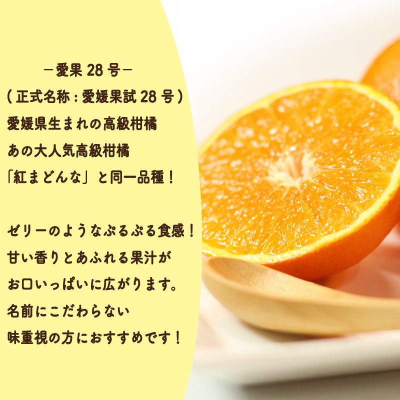  【2026年11月中旬頃から発送予定】愛果28号 (紅まどんな と同品種) 秀品 約1.5kg 贈答用 化粧箱入り  |  愛媛産 愛媛県産 国産 愛媛みかん 愛媛蜜柑 愛媛ミカン みかん ミカン mikan 蜜柑 柑橘 フルーツ 果物 くだもの お取り寄せ 産地直送 数量限定 人気 おすすめ 愛媛県 松山市 送料無料
