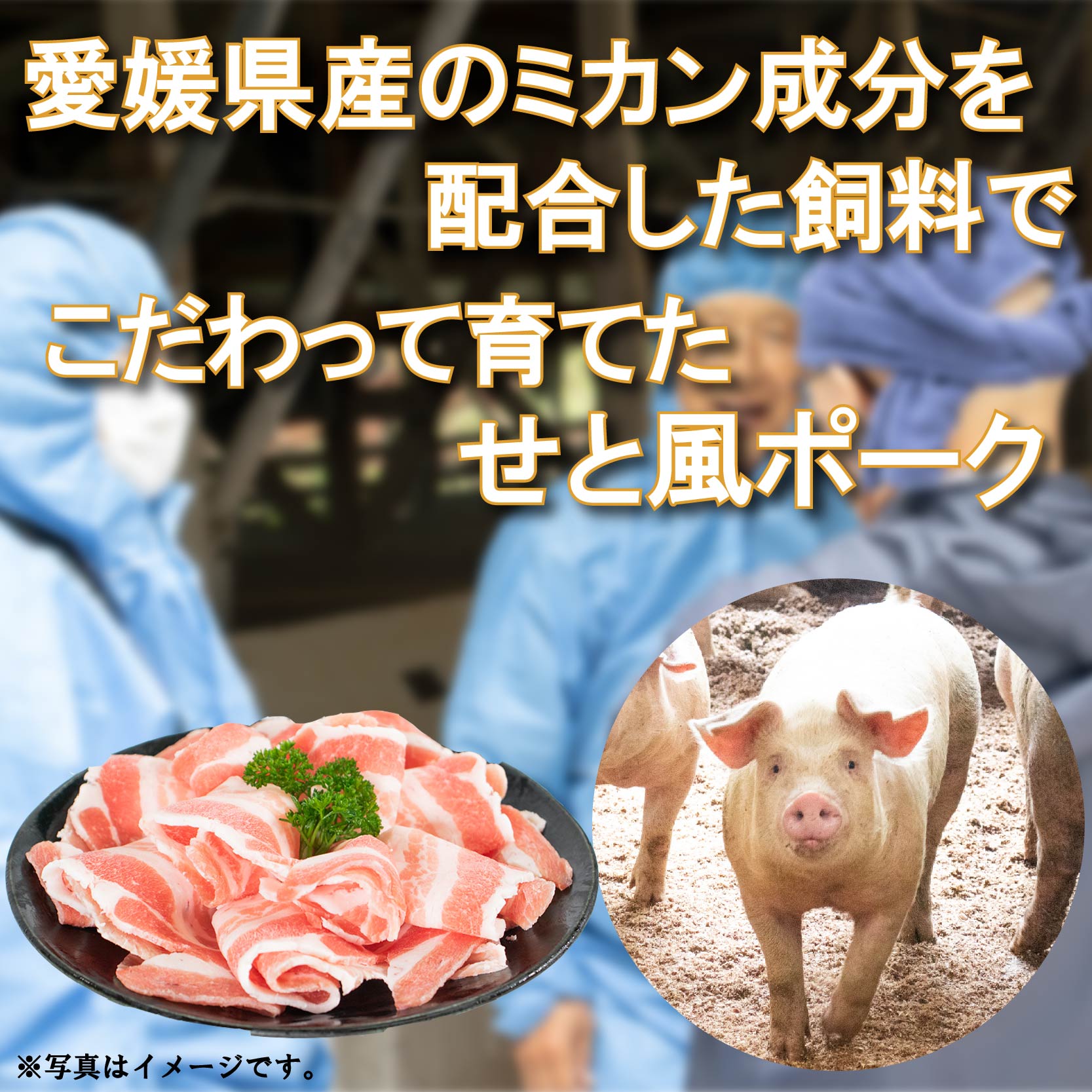 国産豚肉 せと風ポーク 五明農場 ふれ愛・媛ポーク 小間切れ 切り落とし 3.6㎏ ② 豚肉 冷凍豚肉 国産豚肉 豚肉 豚肉の生姜焼き 冷凍豚肉 肉じゃが 国産豚肉