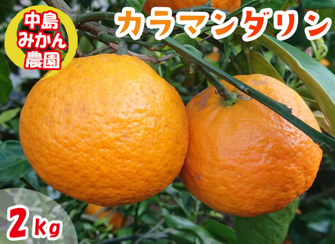 【2026年5月から発送】春 みかん カラマンダリン 家庭用 2kg｜みかん 蜜柑 旬 わけあり 訳あり 甘い 柑橘 果物 フルーツ 糖度 愛媛 松山