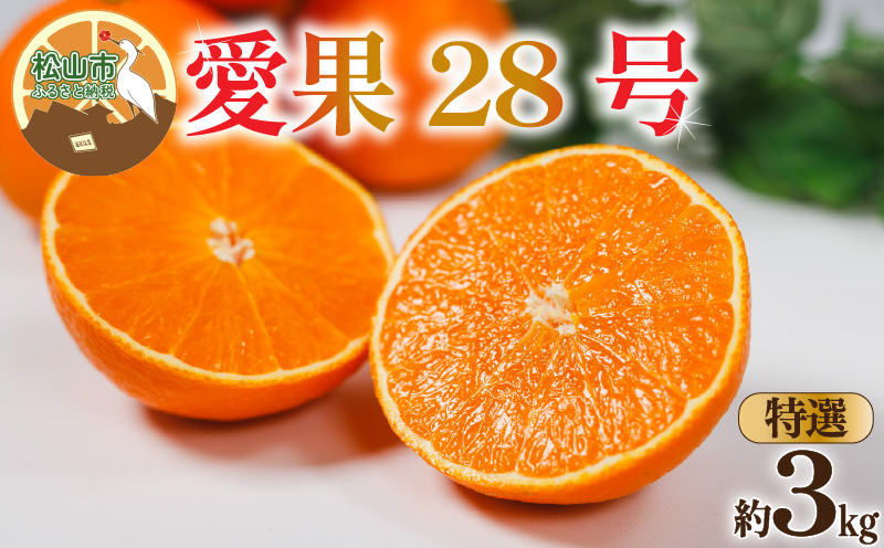 【特選】 愛果28号 約3kg 【12月上旬~1月中旬頃発送予定】 | あいか 愛果28号 紅まどんな と同品種 みかん 柑橘 アイカ ミカン かんきつ 果物 フルーツ おすすめ 蜜柑 送料無料 愛媛県 松山市
