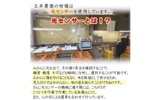 【先行予約】【2025年2月上旬頃発送】【特選】玉井農園のいよかん 5kg（3L～Lサイズ） 愛媛 みかん 蜜柑 柑橘 いよかん フルーツ 伊予柑 愛媛県 松山市