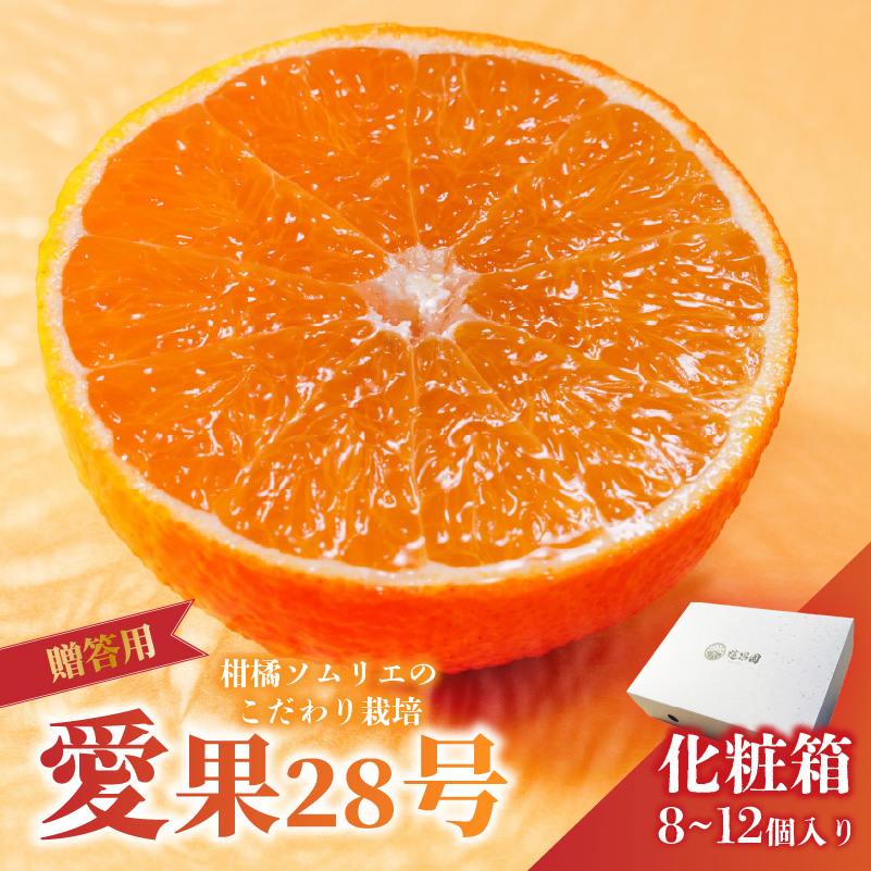 愛果28号 (紅まどんな と同品種) 化粧箱 8玉から12玉 【2026年11月下旬より順次発送】 | あいか 紅まどんな 紅マドンナ と 同品種 高級 みかん 愛媛 まどんな 柑橘 果物 くだもの フルーツ おすすめ 人気 お取り寄せ グルメ ギフト 期間 数量 限定 愛媛県 松山市 蓮果園