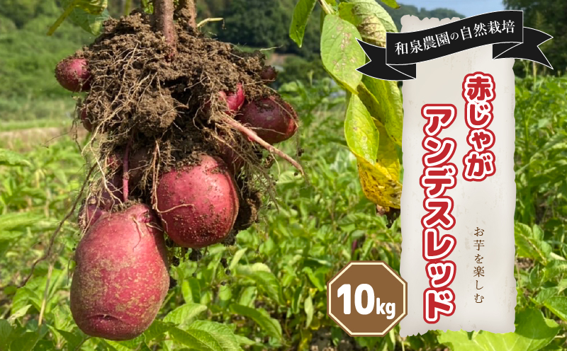 【自然栽培】 じゃがいも詰め合わせ アンデスレッド 10kg | 愛媛産じゃがいも 野菜 旬 自然 季節限定 時期限定 数量限定 和泉農園 愛媛県 松山市