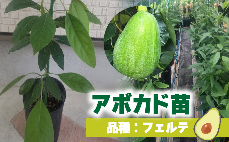 アボカド接ぎ木苗  フェルテ（Bタイプ）１年生中苗１本 ｜苗 ガーデニング 農業 家庭菜園 野菜 アボカド  あぼかど 国産 アボカド サラダ アボカド 料理 アボカド 健康 アボカド 森のバター 愛媛県 松山市