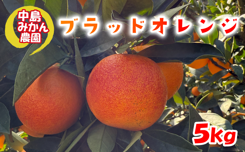【2026年2月中旬頃から発送】 ブラッドオレンジ  5kg 家庭用 | ブラッドオレンジ 国産 柑橘 愛媛 訳あり 家庭用 フルーツ 甘酸っぱい 赤い果肉 タロッコ モロ ジュース 愛媛 松山 中島みかん農園