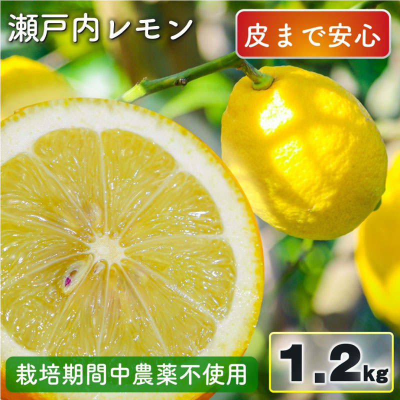 瀬戸内レモン 1.2kg レモン れもん 檸檬 レモン果汁 酸味 果物 ビタミン 健康 フルーツ 柑橘 農家直送 産地直送 数量限定 国産 愛媛 松山 レモン レモンサワー ジュース チューハイ 果物 くだもの 果実 フルーツ 有名 愛媛 愛媛県産 瀬戸内 ビタミン れもん デザート スイーツ 人気 おすすめ