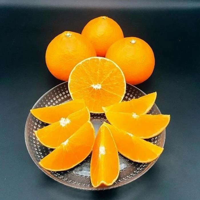 ã2026幎12æé ããé æ¬¡çºéãææ28å· (çŽ
ãŸã©ã㪠ãšååçš®) çŽ1.5kg ç§~åªå | ã¿ãã å
è¡äºçŽ èæ ææ© æç© ãã ãã® ãã«ãŒã ãåãå¯ã ã°ã«ã¡ æééå® æ°ééå® äººæ° ãããã æåªç æŸå±±åž