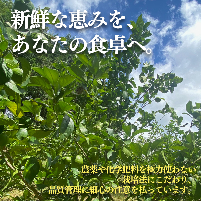 とれたてイエローレモン 約5kg ｜果物 くだもの フルーツ レモン れもん 檸檬 柑橘 防腐剤不使用 ワックス不使用 イエローレモン いえろーれもん 国産 愛媛県産 国産レモン 