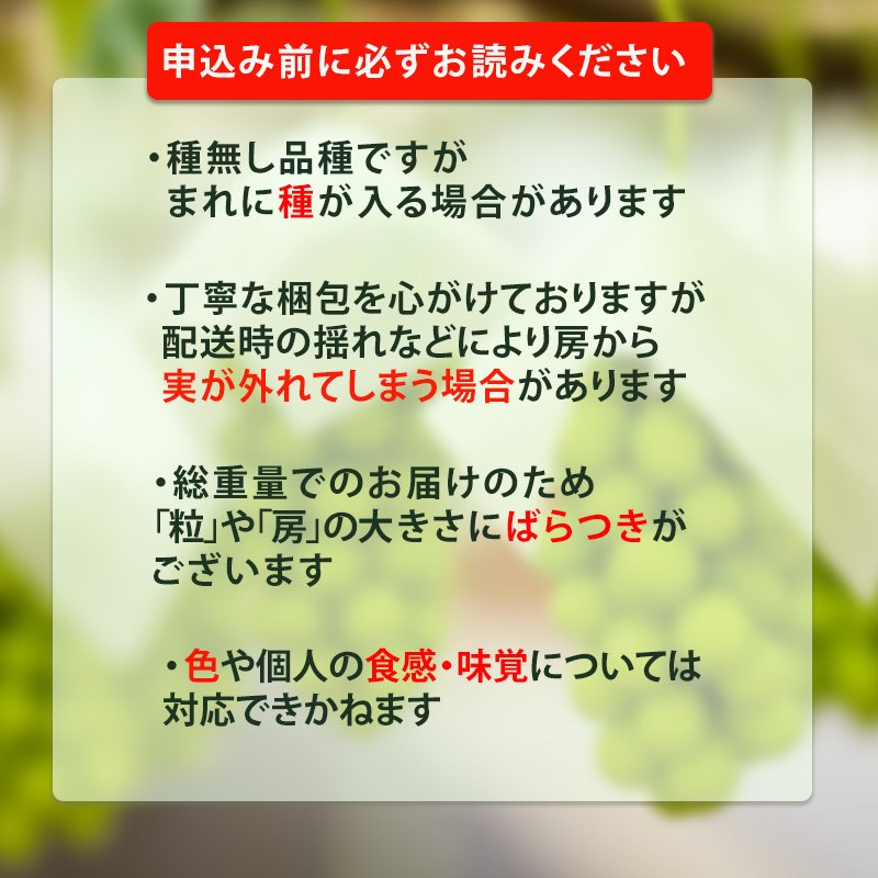 【来季先行予約】【2025年8月下旬～9月中旬頃発送】 シャインマスカット 1kg 秀品 シャインマスカット マスカット ますかっと ぶどう ブドウ 葡萄 種無し 果物 くだもの フルーツ 旬 期間限定 愛媛県 松山市