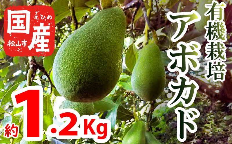 【家庭用】国産有機栽培アボカド 約1.2Kg ＜11月中旬～発送予定＞ サラダ 料理 果物 ヘルシー アボガド ダイエット ミネラル 森のバター ヴィ－ガン 栄養 国産 愛媛 松山