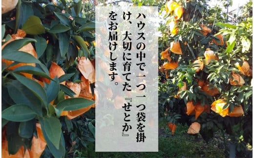 プレミアム【せとか】 化粧箱入 ＜2026年2月~3月頃発送＞　愛媛 松山 ギフト 贈答 プレゼント みかん 先行予約 蜜柑 柑橘 果物 くだもの フルーツ お取り寄せ グルメ 期間限定 数量限定 人気 おすすめ 愛媛県 松山市