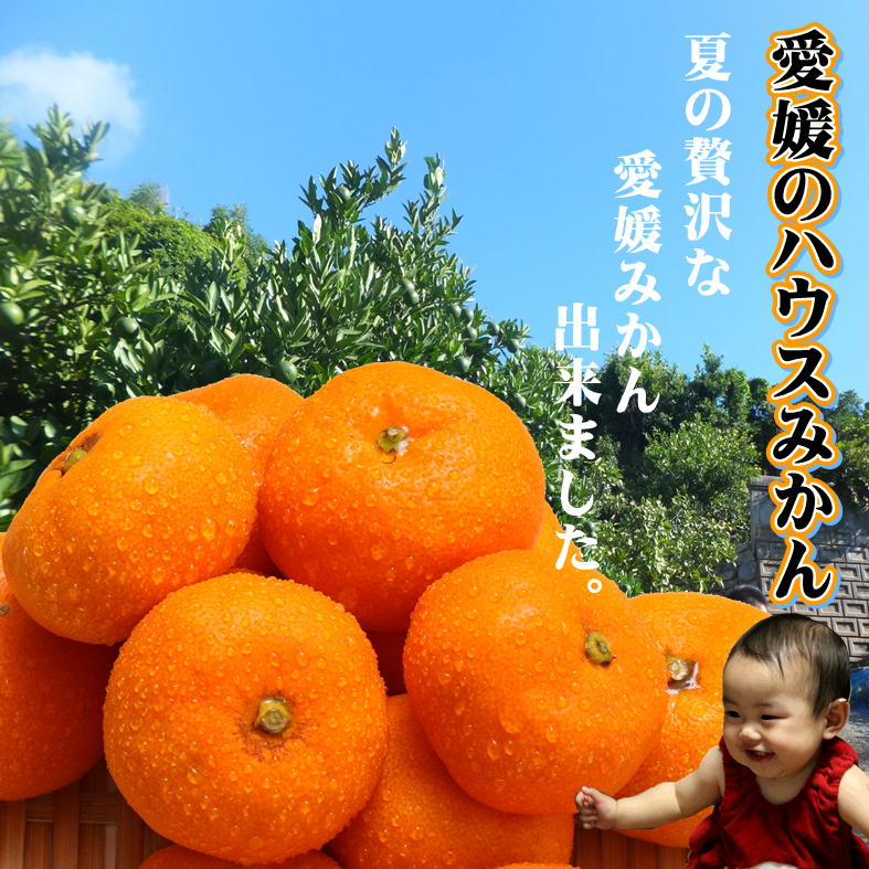 【2026年7月中旬頃から順次発送】ハウスみかん 愛媛 秀品 おすすめ 人気 ギフト みかん JA 愛媛県 松山市 柑橘 くだもの ハウスみかん ミカン果汁 デザート 愛媛みかん 柑橘類 カンキツ かんきつ 蜜柑 蜜橘 樒柑 松山のハウスみかん 愛媛のみかん 甘いハウスみかん フルーツ 果物 温州みかん 極早生種 早生種 温州ミカン 果肉 果汁 ハウスみかん果汁 
