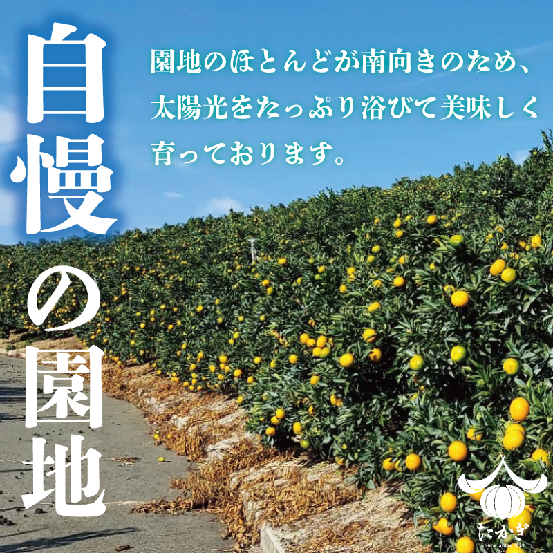 【愛媛県産】 訳あり せとか 約3kg ＜2月下旬～発送予定＞ 柑橘 みかん せとか セトカ 果物 くだもの フルーツ おすすめ 高級 人気 お取り寄せ グルメ ギフト 期間限定 数量限定 ご当地 愛媛県 松山市 たかぎ果樹園