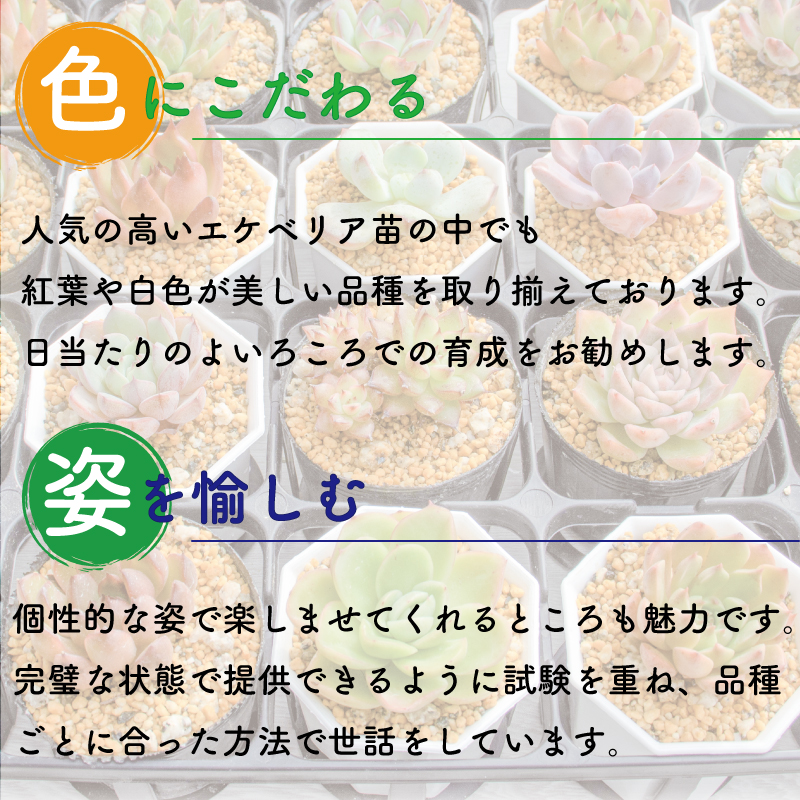 多肉植物 エケベリア 6種 おまかせセット 多肉植物 観葉植物 エケベリア おまかせセット 愛媛県 松山市