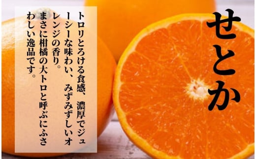 プレミアム【せとか】 化粧箱入 ＜2026年2月~3月頃発送＞　愛媛 松山 ギフト 贈答 プレゼント みかん 先行予約 蜜柑 柑橘 果物 くだもの フルーツ お取り寄せ グルメ 期間限定 数量限定 人気 おすすめ 愛媛県 松山市