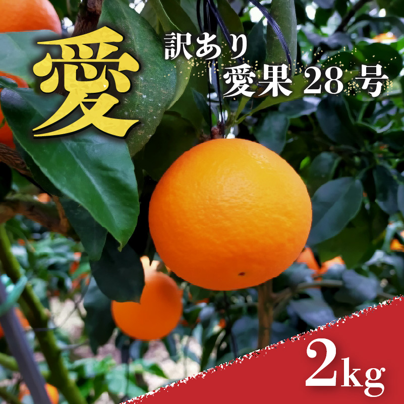 愛果28号 (紅まどんな と同品種) 訳あり ご家庭用 2kg あいか 愛媛 みかん  【2025年1月上旬から発送】 |  紅まどんな と同品種 柑橘 みかん まどんな ワケアリ 柑橘 みかん 果物  おすすめ 高級 人気 お取り寄せ グルメ ギフト ご当地 送料無料 愛媛県 松山市