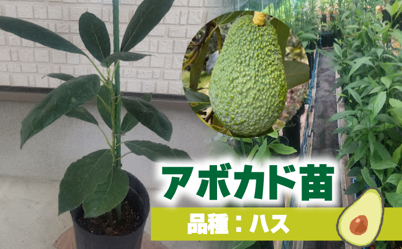 アボカド接ぎ木苗  ハス（Aタイプ）１年生中苗１本 ｜苗 ガーデニング 農業 家庭菜園 野菜 アボカド  あぼかど 国産 アボカド サラダ アボカド 料理 アボカド 健康 アボカド 森のバター 愛媛県 松山市