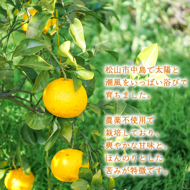 【2027年3月下旬頃より順次発送】農薬不使用 甘夏 2kg | 数量選択可 みかん ミカン 蜜柑 柑橘 数量限定 愛媛県産 松山市 中島 愛媛