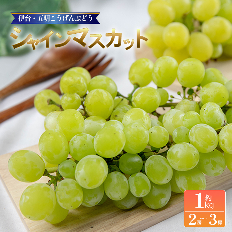 シャインマスカット 約1kg | シャインマスカット ぶどう ブドウ フルーツ 果物 くだもの 冷蔵 期間限定 伊台五明こうげんぶどう 愛媛県 松山市 ベジろう 送料無料