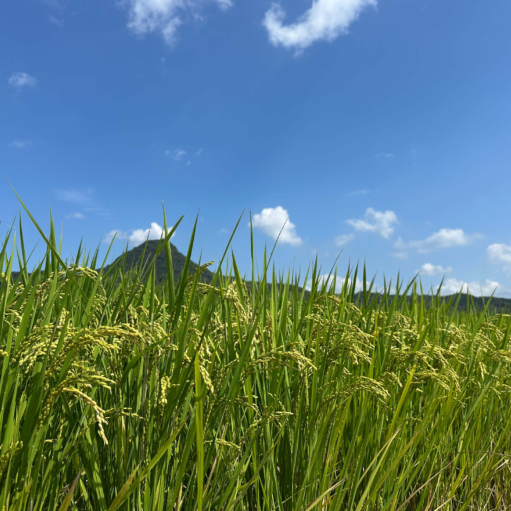 愛媛県産 米10kg 精米 ｜産地直送 国産 白米 ブランド米 期間限定 数量限定 ご当地 愛媛県 松山市