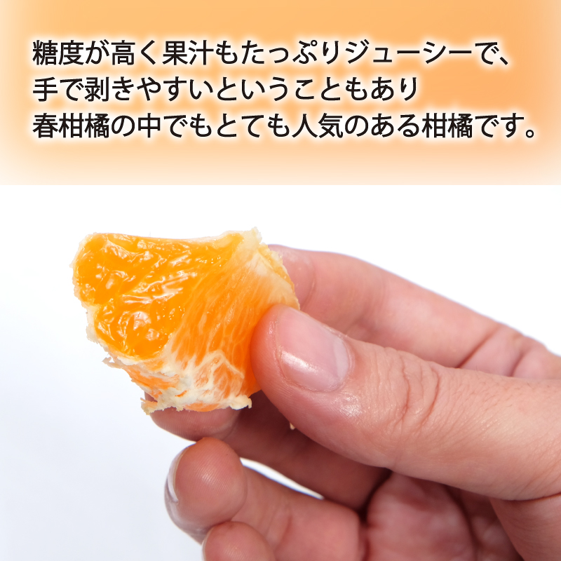 【先行予約】【2026年3月中旬〜5月中旬頃順次発送】 神ポン(デコポンと同品種) 1kg｜ 神ポン デコポン と同品種 不知火 柑橘 取り寄せ 甘いみかん 春のみかん ギフト 愛媛県産 ミカン みかん mikan 蜜柑 フルーツ 果物 くだもの お取り寄せ 産地直送 数量限定 人気 おすすめ 送料無料 贈答 愛媛県 松山市