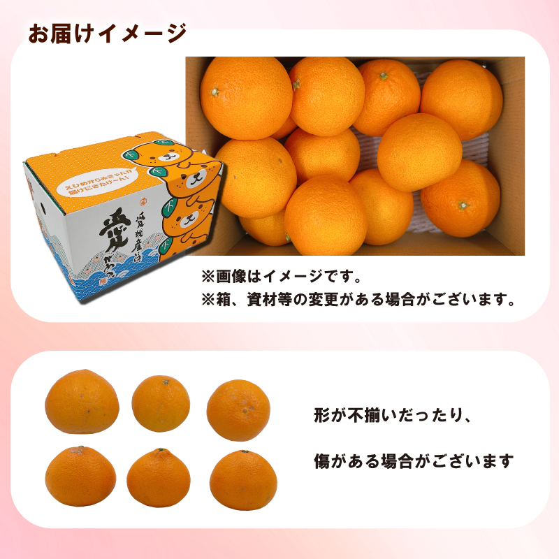【3月上旬頃順次発送】愛媛県産 はるあいか 2.5kg <M~4Lサイズ>  ｜ 紅プリンセス と同品種 紅まどんな と 甘平 の交配種 愛媛果試第48号 愛果48号 はるあいか みかん 国産 フルーツ 果物 くだもの お取り寄せ 産地直送 数量限定 人気 おすすめ 愛媛県 松山市 送料無料 フジ・アグリフーズ