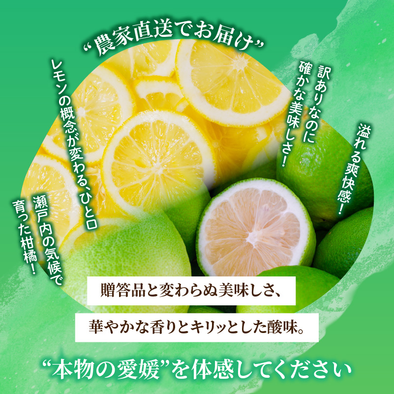 イエロー レモン 家庭用 お試し 1kg 【2027年2月上旬から発送】 防腐剤 ワックス 不使用｜ 訳あり レモン 檸檬 完熟 柑橘 酸味 国産 愛媛県産 訳あり 新鮮 愛媛 松山 