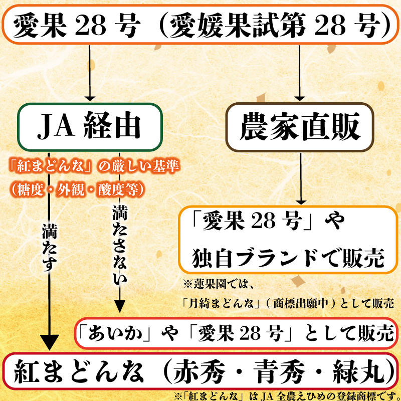 愛果28号 (紅まどんな と同品種) 化粧箱 8玉から12玉 【2026年11月下旬より順次発送】 | あいか 紅まどんな 紅マドンナ と 同品種 高級 みかん 愛媛 まどんな 柑橘 果物 くだもの フルーツ おすすめ 人気 お取り寄せ グルメ ギフト 期間 数量 限定 愛媛県 松山市 蓮果園