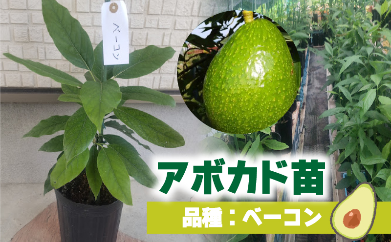 アボカド接ぎ木苗  ベーコン（Bタイプ）１年生中苗１本 ｜苗 ガーデニング 農業 家庭菜園 野菜 アボカド  あぼかど 国産 アボカド サラダ アボカド 料理 アボカド 健康 アボカド 森のバター 愛媛県 松山市