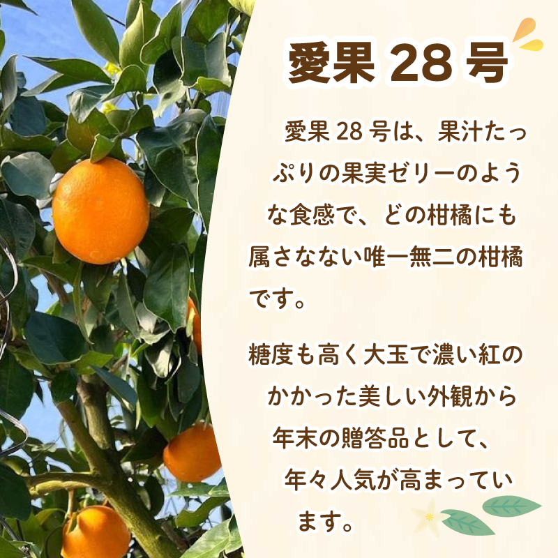 ご家庭用 愛果28号 (紅まどんな と同品種) 約5kg 【2025年11月下旬ごろ発送予定】 | あいか ご家庭用 みかん 数量限定 みかん 愛媛県産 みかん 愛果28号 松山市 みかん 愛果28号 みかん 蜜柑 愛果28号 ミカン みかん 旬 愛果28号