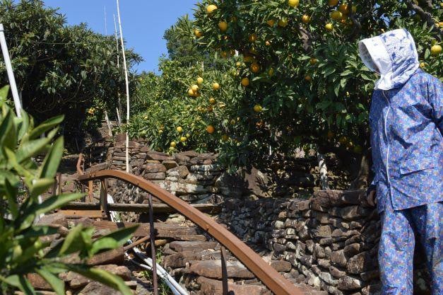 ã11æäžæ¬ããããé æ¬¡çºéãããå³¶ã¿ãã çŽ5kg | ã¿ãã èæ ææ© éæ