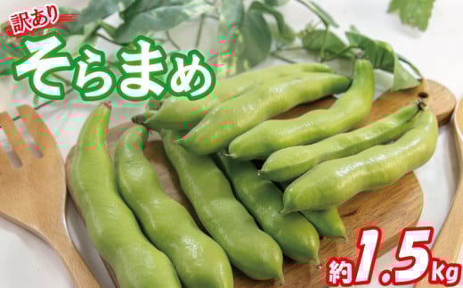 【2026年5月中旬頃から順次発送】  訳あり そら豆 約1.5kg ( 訳あり 野菜 ソラマメ そらまめ 旬の野菜 松山 愛媛県 )