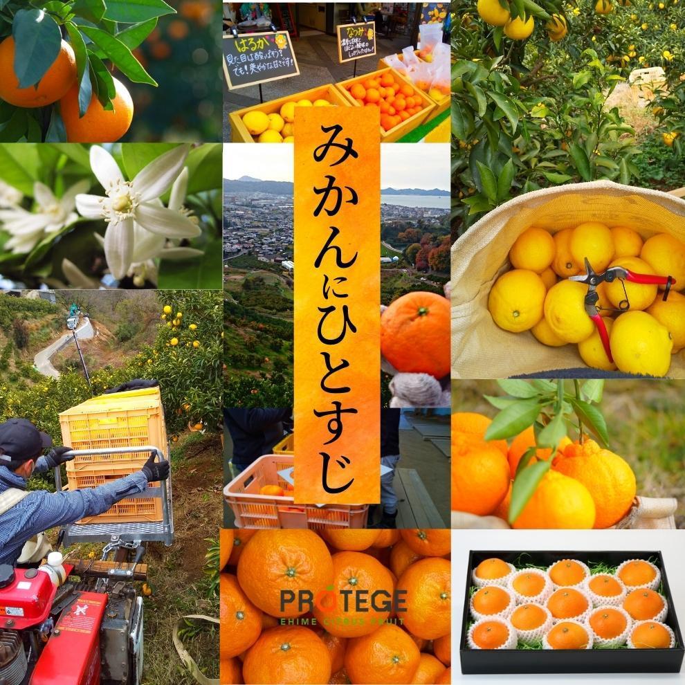 ＜2月から順次発送＞ せとか 約1.5kg 家庭用 | 愛媛 みかん 先行予約 蜜柑 柑橘 果物 くだもの フルーツ お取り寄せ グルメ 期間限定 数量限定 人気 おすすめ 愛媛県 松山市