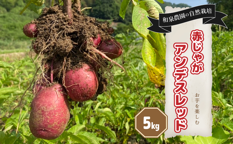 【自然栽培】 じゃがいも詰め合わせ アンデスレッド 5kg | 愛媛産じゃがいも 野菜 旬 自然 季節限定 時期限定 数量限定 和泉農園 愛媛県 松山市