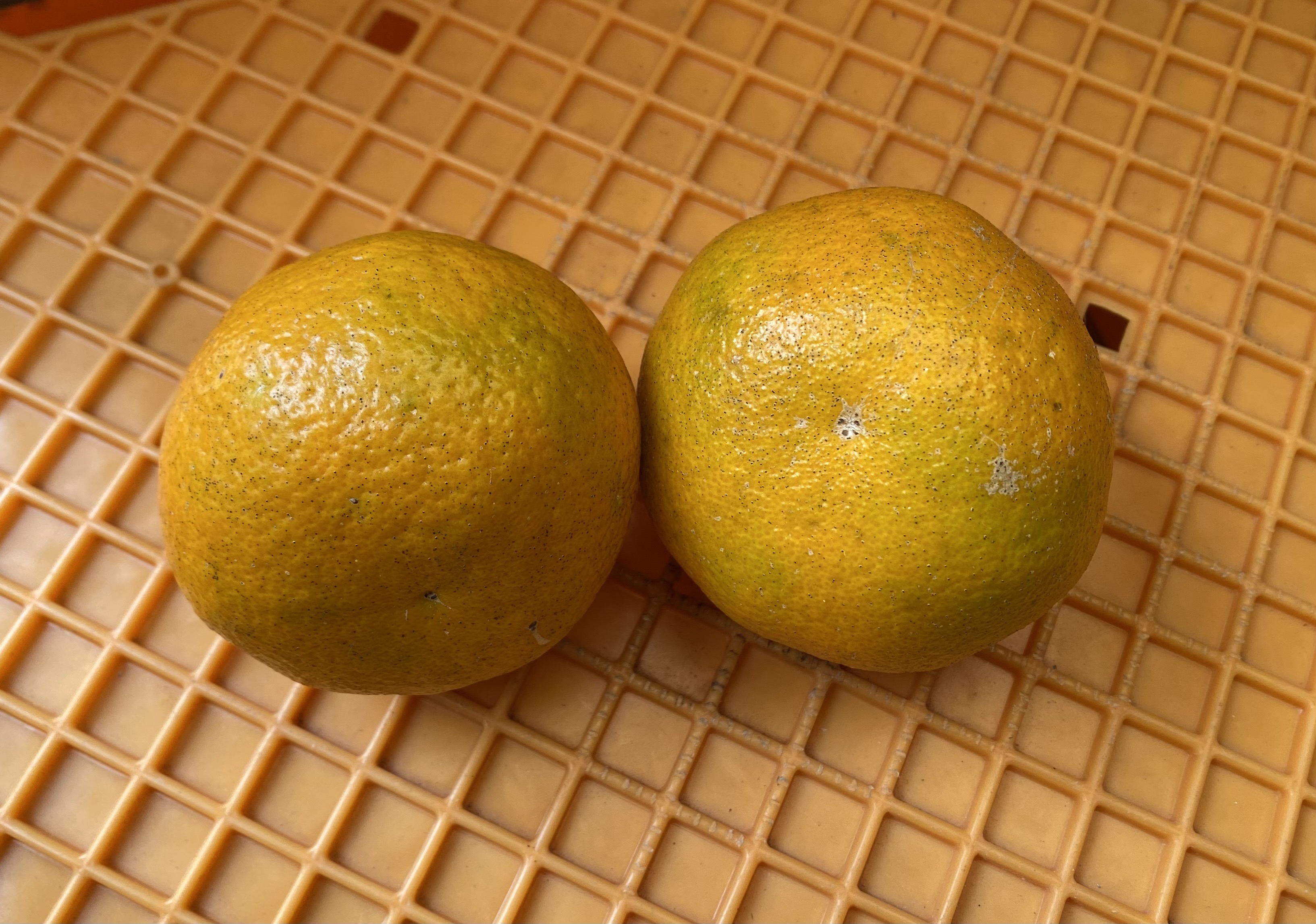 宮内伊予柑 いよかん 10kg (約40個) 自然栽培 【先行予約 2026年1月中旬ごろ発送】 | 伊予柑 ミカン 柑橘 みかん 期間限定 フルーツ 果物 果実 愛媛県産 愛媛 松山 農薬不使用